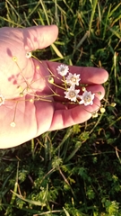 Pamphalea bupleurifolia