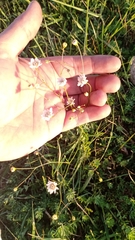 Pamphalea bupleurifolia