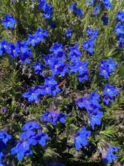 Glandora diffusa