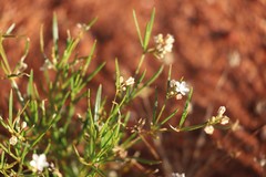 Trigastrotheca molluginea