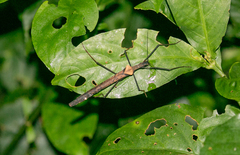 Pseudophasma putidum