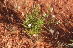 Trigastrotheca molluginea