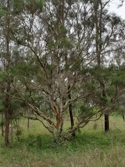 Melaleuca irbyana