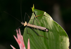 Pseudophasma putidum