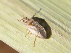 Holcocranum saturejae