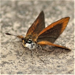 Ancyloxypha numitor