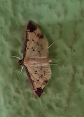 Eulepte
