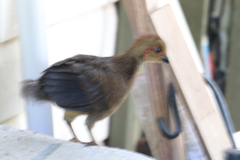 Alectura lathami lathami