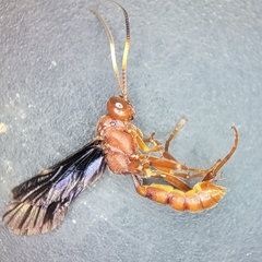 Trogomorpha trogiformis