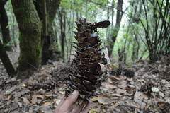 Pinus ayacahuite