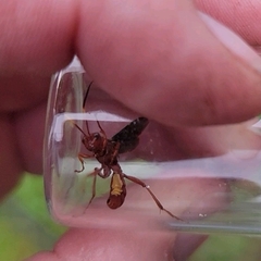 Trogomorpha trogiformis