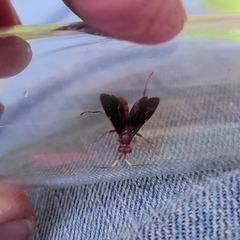 Trogomorpha trogiformis