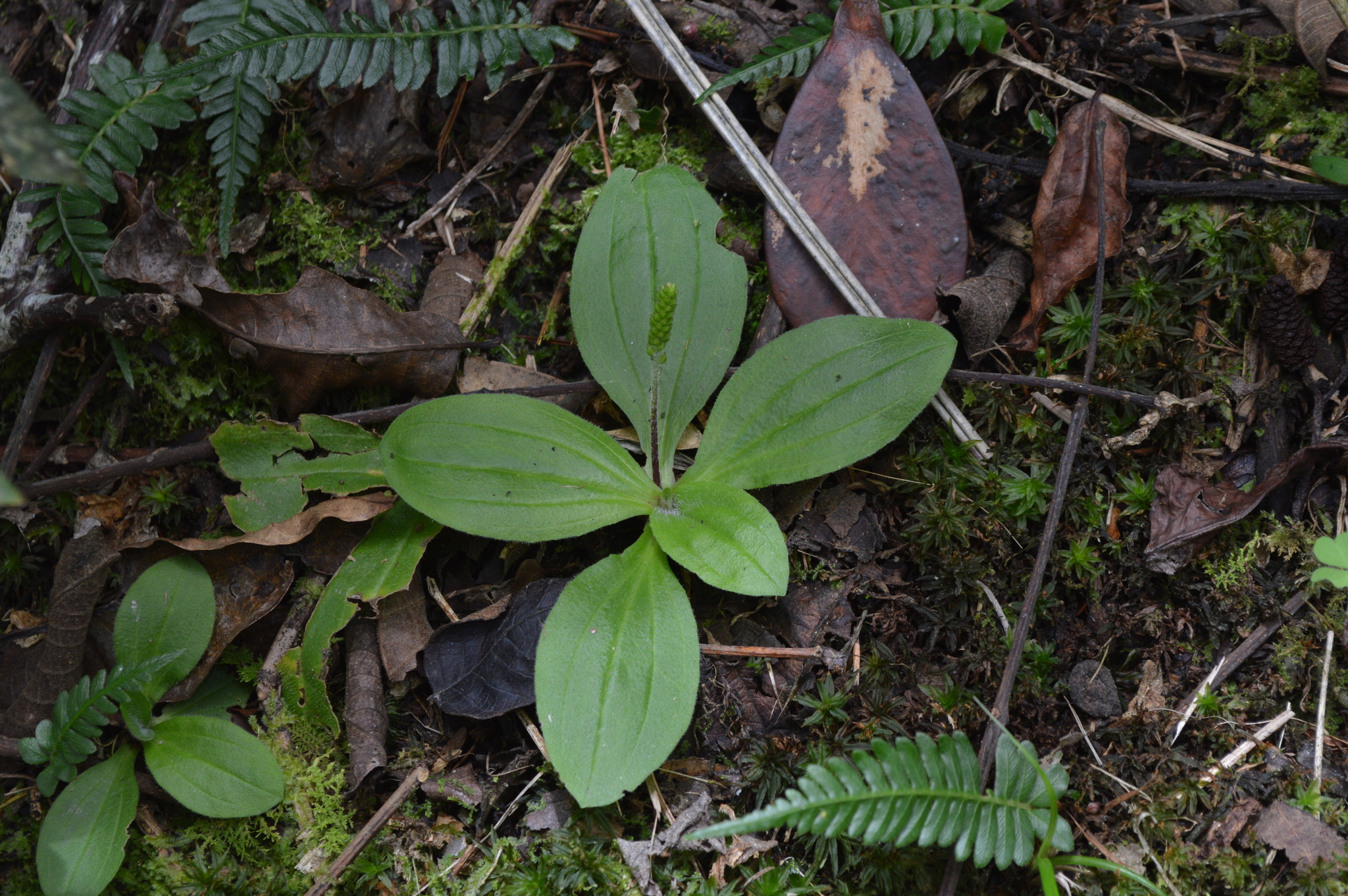 Plantago australis image