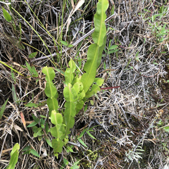 Baccharis genistelloides