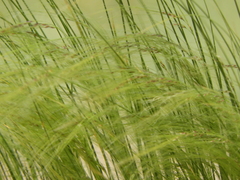 Piptochaetium angustifolium