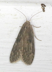 Aphomia terrenella