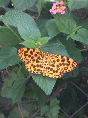 Epobeidia tigrata tigrata