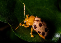 Podontia quatuordecimpunctata