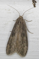 Aphomia terrenella