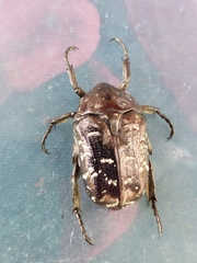 Protaetia orientalis sakaii