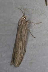 Aphomia terrenella