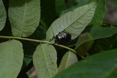 Rhyssocephala