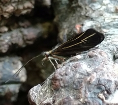 Nerophilus californicus