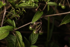 Solanum macrotonum