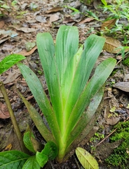 Xiphidium caeruleum