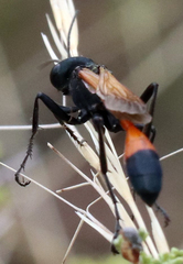 Ammophila placida