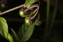 Solanum macrotonum