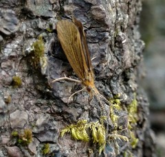 Nerophilus californicus