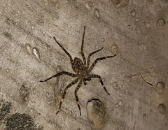 Selenops mexicanus