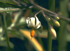 Solanum macrotonum