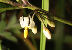 Solanum macrotonum