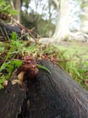 Gyromitra antarctica