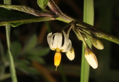 Solanum macrotonum