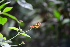Athesis clearista