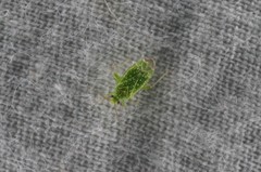 Orthotylus flavosparsus