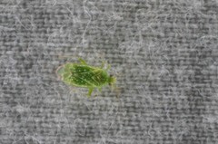 Orthotylus flavosparsus