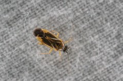 Plagiognathus amurensis