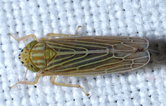 Graminella fitchii