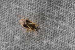 Plagiognathus amurensis