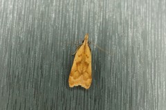 Dichomeris derasella