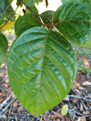 Image of Native Tamarind (Diploglottis diphyllostegia) by (c) Matthew Borella, some rights reserved (CC BY)