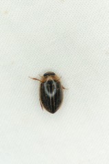 Hydaticus grammicus
