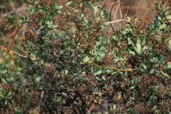Escallonia resinosa