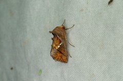 Erythroplusia pyropia