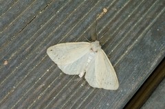 Miltochrista calamina