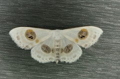 Problepsis eucircota